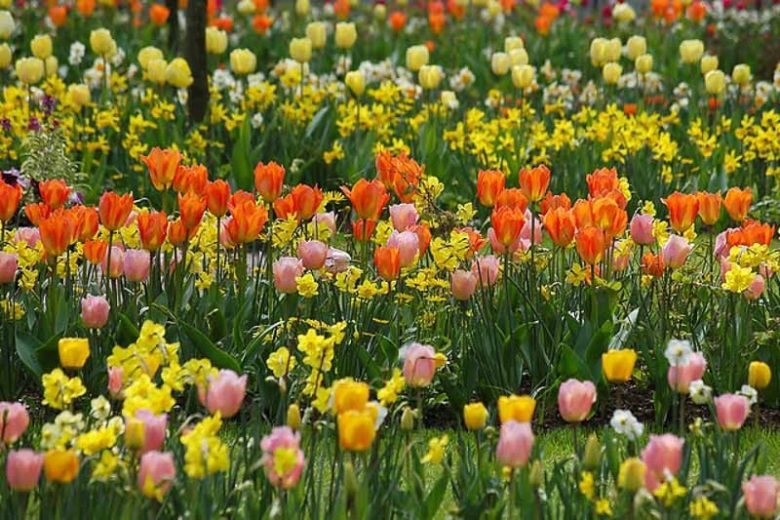 Spring Combination Ideas, Bulb Combinations, Plant Combinations, Flowerbeds Ideas, Spring Borders, Tulip Apricot Beauty, Tulip Orange emperor, Daffodil Trevithian,Tulipa Apricot Beauty, Tulipa Orange emperor, Narcissus Trevithian,
