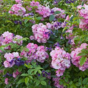 Planting Roses, Rose Gardening, Designing with Roses, Rambling Roses, Climbing Roses, Pink roses, Purple Clematis, Rose Mrs F W Flight, Clematis alpina, Clematis Pamelia Jackman, Combining roses and clematis