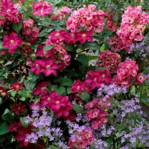 Planting Roses, Rose Gardening, Designing with Roses, English Roses, Garden retreat, garden roses, Rose bushes, English Roses, Rose American Pillar, Clematis Ernest Markham, Red roses, red clematis