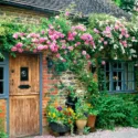 Planting Roses, Rose Gardening, Designing with Roses, Bourbon Roses, climbing roses, garden roses, Rose bushes, Rose zephirine Drouhin, Clematis montana, Clematis grandiflora