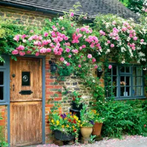 Planting Roses, Rose Gardening, Designing with Roses, Bourbon Roses, climbing roses, garden roses, Rose bushes, Rose zephirine Drouhin, Clematis montana, Clematis grandiflora