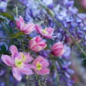 Clematis montana, Clematis grandiflora, Wisteria, Wisteria sinensis, Chinese wisteria, Combining clematis
