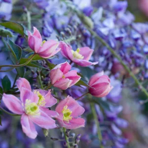 Clematis montana, Clematis grandiflora, Wisteria, Wisteria sinensis, Chinese wisteria, Combining clematis