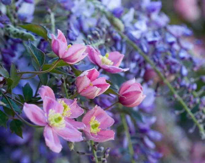Clematis montana, Clematis grandiflora, Wisteria, Wisteria sinensis, Chinese wisteria, Combining clematis