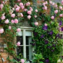Planting Roses, Rose Gardening, Designing with Roses, English Roses, Garden retreat, garden roses, Rose bushes, English Roses, Rose Mme Caroline Testout, Rose A Shropshire Lad, Rose James Galway, Clematis Viola