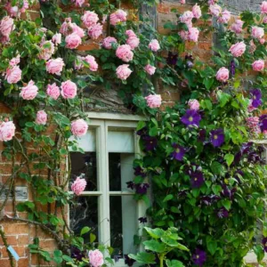 Planting Roses, Rose Gardening, Designing with Roses, English Roses, Garden retreat, garden roses, Rose bushes, English Roses, Rose Mme Caroline Testout, Rose A Shropshire Lad, Rose James Galway, Clematis Viola