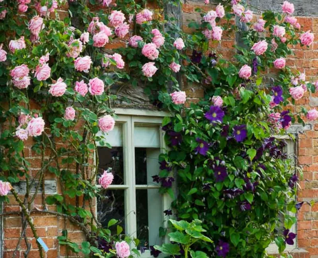 Planting Roses, Rose Gardening, Designing with Roses, English Roses, Garden retreat, garden roses, Rose bushes, English Roses, Rose Mme Caroline Testout, Rose A Shropshire Lad, Rose James Galway, Clematis Viola