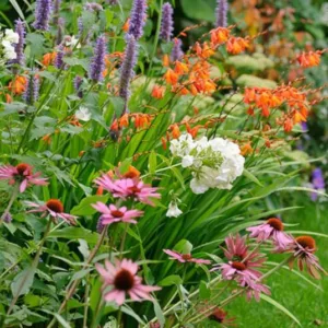 Garden Ideas, Border ideas, herbaceous borders, coneflower Magnus, Echinacea Purpurea, Anise Hyssop Blue Fortune, Agastache Blue Fortune, Montbretia, Garden Phlox