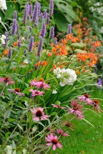Garden Ideas, Border ideas, herbaceous borders, coneflower Magnus, Echinacea Purpurea, Anise Hyssop Blue Fortune, Agastache Blue Fortune, Montbretia, Garden Phlox