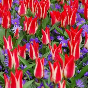 Spring Combination Ideas, Bulb Combinations, Plant Combinations, Flowerbeds Ideas, Spring Borders, Tulip Pinocchio, Anemone Blanda Blue Shades,Tulipa Pinocchio,Tulipe Pinocchio