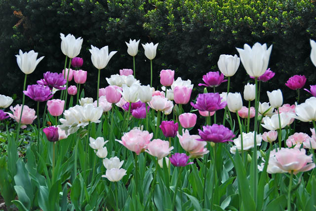 Spring Combination Ideas, Bulb Combinations, Plant Combinations, Flowerbeds Ideas, Spring Borders, Tulip 'Blue Parrot',Tulip 'Blue Spectacle',Tulip 'Clear Water',Tulip 'Mount Tacoma',Tulip 'Pink Diamond',Tulip 'Swan Wings',Tulip 'White Triumphator'