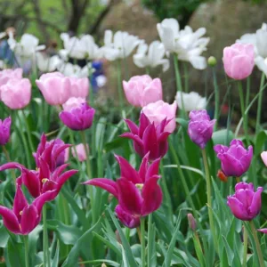 Spring Combination Ideas, Bulb Combinations, Plant Combinations, Flowerbeds Ideas, Spring Borders, Tulip Blue Parrot,Tulip Pink Diamond,Tulip Maytime,Tulip White Triumphator,Tulipa Blue Parrot,Tulipa Pink Diamond,Tulipa Maytime,Tulipa White Triumphator,