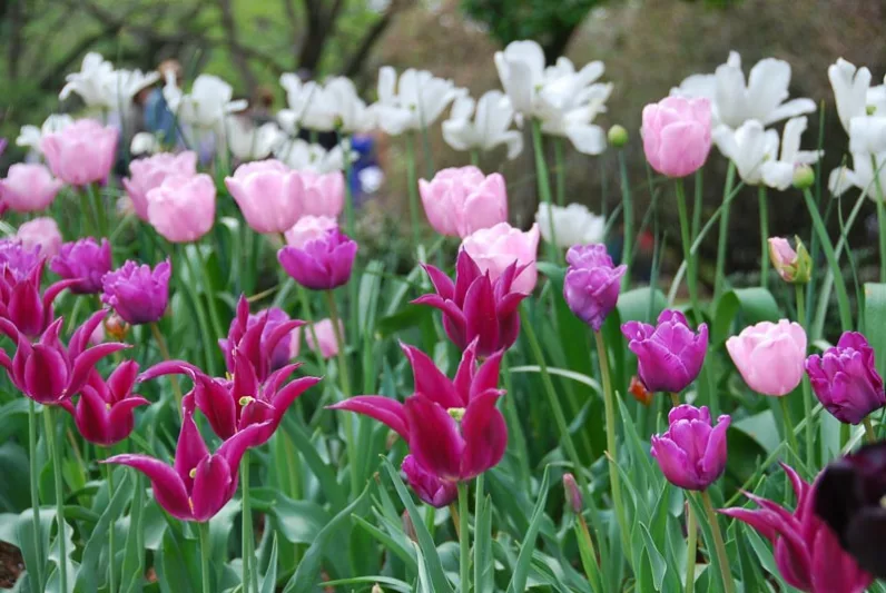 Spring Combination Ideas, Bulb Combinations, Plant Combinations, Flowerbeds Ideas, Spring Borders, Tulip Blue Parrot,Tulip Pink Diamond,Tulip Maytime,Tulip White Triumphator,Tulipa Blue Parrot,Tulipa Pink Diamond,Tulipa Maytime,Tulipa White Triumphator,
