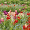 pring Combination Ideas, Bulb Combinations, Plant Combinations, Flowerbeds Ideas, Spring Borders, Tulip Menton, Tulip Negrita,Tulip Ile de France,Tulipa Menton, Tulipa Negrita,Tulipa Ile de France,Tulipe Menton, Tulipe Negrita,Tulipe Ile de France,
