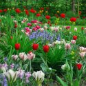 spring garden, tulips combinations, daffodils combinations, spring bulbs combinations, spring border ideas