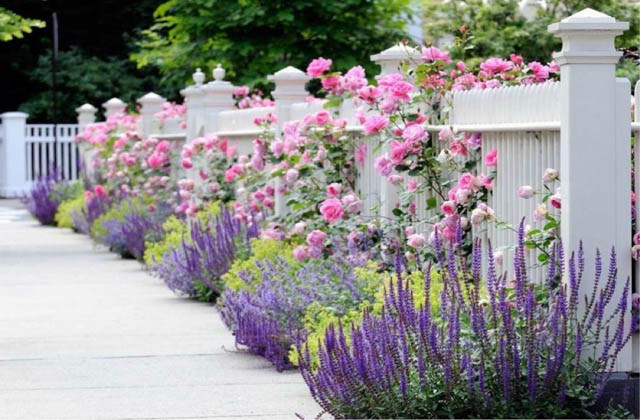 Perennial Combinations, Plant Combinations, Summer Borders, Hedges ideas, Fence ideas, Plant combination ideas, Borders ideas, Perennial combinations, David austin Rose Gertrude Jekyll, Salvia sylvestris, Salvia Mainacht, Salvia May Night, alchemilla moll