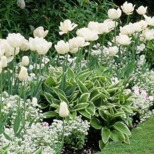 Spring Combination Ideas, Bulb Combinations, Plant Combinations, Flowerbeds Ideas, Spring Borders, White Garden, White Border, Tulip Mount Tacoma, Tulip White Dream, Tulipa Mount Tacoma, Tulipa White Dream, Myosotis Alba, Forget-me-Nots, Hosta Crispula
