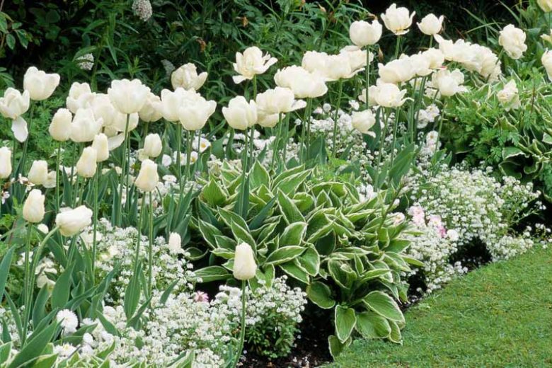 Spring Combination Ideas, Bulb Combinations, Plant Combinations, Flowerbeds Ideas, Spring Borders, White Garden, White Border, Tulip Mount Tacoma, Tulip White Dream, Tulipa Mount Tacoma, Tulipa White Dream, Myosotis Alba, Forget-me-Nots, Hosta Crispula