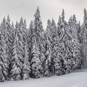 Abies alba, European Silver Fir, Common Silver Fir, Evergreen Conifer, Evergreen Shrub, Evergreen Tree