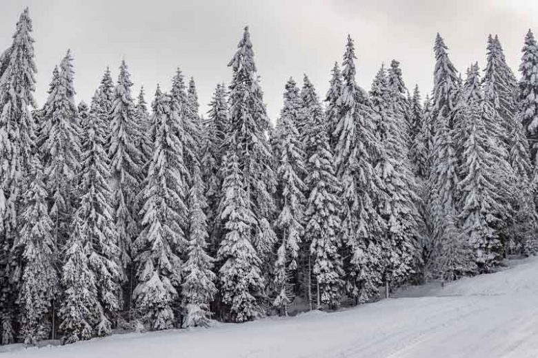Abies alba, European Silver Fir, Common Silver Fir, Evergreen Conifer, Evergreen Shrub, Evergreen Tree