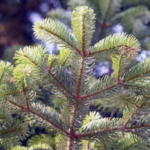 Abies cephalonica, Greek Fir, Evergreen Conifer, Evergreen Shrub, Evergreen Tree