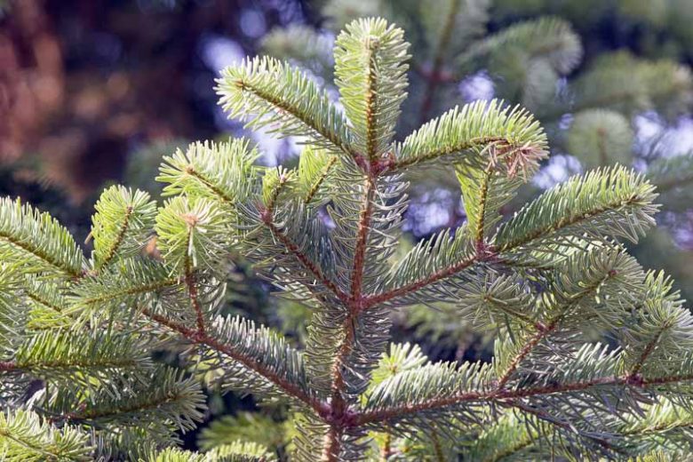 Abies cephalonica, Greek Fir, Evergreen Conifer, Evergreen Shrub, Evergreen Tree