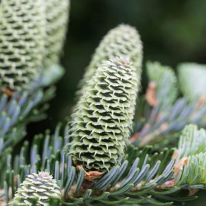 Abies fraseri, Fraser Fir, Frasier Fir, Fraser's Balsam Fir, Southern Balsam Fir, Evergreen Conifer, Evergreen Shrub, Evergreen Tree