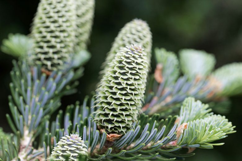 Abies fraseri, Fraser Fir, Frasier Fir, Fraser's Balsam Fir, Southern Balsam Fir, Evergreen Conifer, Evergreen Shrub, Evergreen Tree