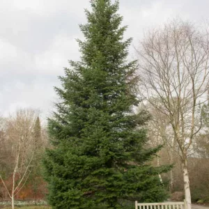 Abies grandis, Grand Fir, Giant Fir, Evergreen Conifer, Evergreen Shrub, Evergreen Tree