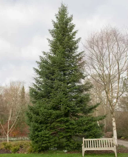 Abies grandis, Grand Fir, Giant Fir, Evergreen Conifer, Evergreen Shrub, Evergreen Tree