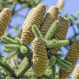 Abies pinsapo, Spanish Fir, Hedgehog Fir, Spanish Silver Spruce, Evergreen Conifer, Evergreen Shrub, Evergreen Tree