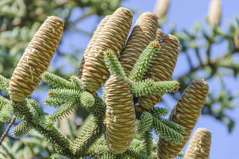 Abies pinsapo, Spanish Fir, Hedgehog Fir, Spanish Silver Spruce, Evergreen Conifer, Evergreen Shrub, Evergreen Tree