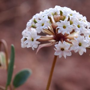 Abronia fragrans, Fragrant Sand Verbena, Snowball Sand Verbena, Sweet Sand Verbena, Prairie Snowball, Sand Verbena, Heart's Delight, Drought Tolerant plant