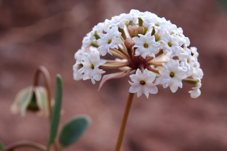 Abronia fragrans, Fragrant Sand Verbena, Snowball Sand Verbena, Sweet Sand Verbena, Prairie Snowball, Sand Verbena, Heart's Delight, Drought Tolerant plant