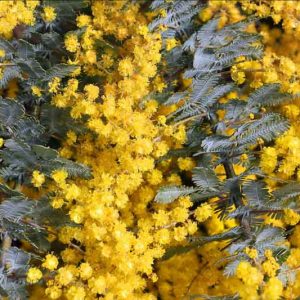 Acacia baileyana, Cootamundra Wattle, Bailey Acacia, Golden Mimosa, Evergreen Tree, Evergreen Shrub, Yellow Flowers, Fragrant Shrub, Fragrant Tree