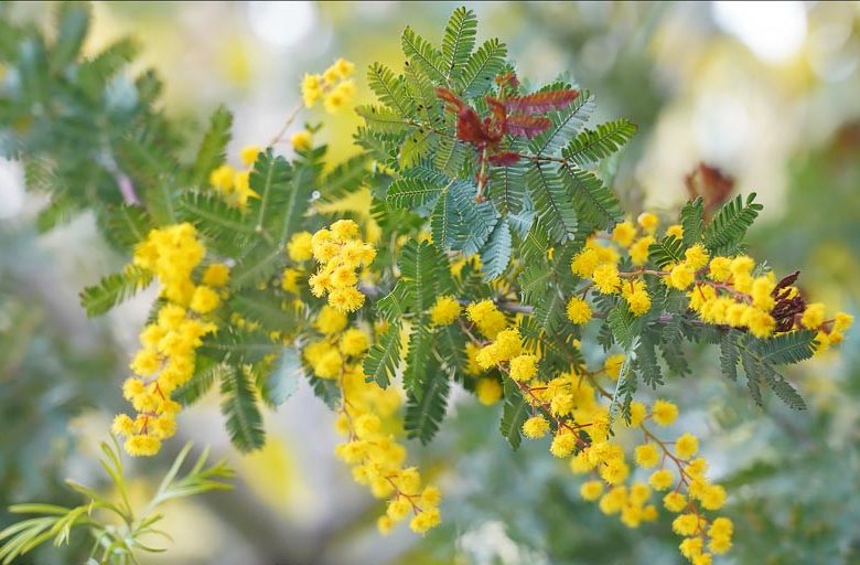 Acacia baileyana 'Purpurea', Cootamundra Wattle 'Purpurea', Bailey Acacia 'Purpurea', Golden Mimosa 'Purpurea', Evergreen Tree, Evergreen Shrub, Yellow Flowers, Fragrant Shrub, Fragrant Tree