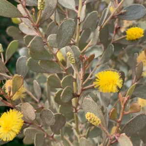Acacia craspedocarpa, Leatherleaf Acacia, Desert Acacia, Broad Leaved Mulga, Evergreen Tree, Evergreen Shrub, Yellow Flowers, Fragrant Shrub, Fragrant Tree