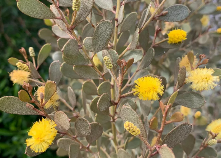 Acacia craspedocarpa, Leatherleaf Acacia, Desert Acacia, Broad Leaved Mulga, Evergreen Tree, Evergreen Shrub, Yellow Flowers, Fragrant Shrub, Fragrant Tree