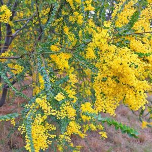 Acacia cultriformis, Knife Acacia, Knife-Leaf Wattle, Dogtooth Wattle, Evergreen Tree, Evergreen Shrub, Yellow Flowers, Fragrant Shrub, Fragrant Tree