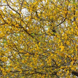 Acacia farnesiana, Huisache, Texas Huisache, Sweet Acacia, Perfume Acacia, Mealy Acacia, Mealy Wattle, Cassie, Vachellia farnesiana, Evergreen Tree, Evergreen Shrub, Yellow Flowers, Fragrant Shrub, Fragrant Tree