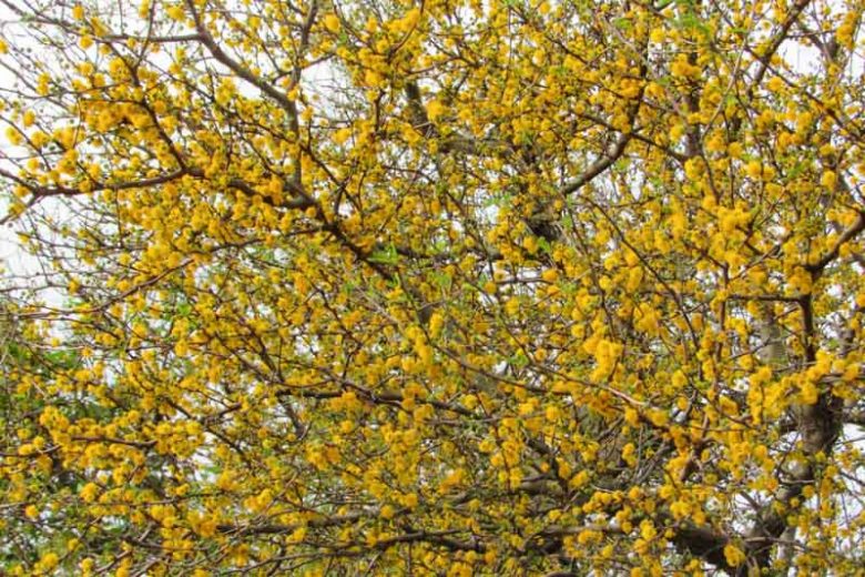Acacia farnesiana, Huisache, Texas Huisache, Sweet Acacia, Perfume Acacia, Mealy Acacia, Mealy Wattle, Cassie, Vachellia farnesiana, Evergreen Tree, Evergreen Shrub, Yellow Flowers, Fragrant Shrub, Fragrant Tree