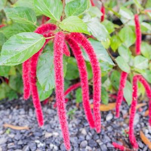 Acalypha hispida, Red-Hot Cat's Tail, Chenille Plant, Acalypha sanderi, Acalypha sanderiana, Red Flowers