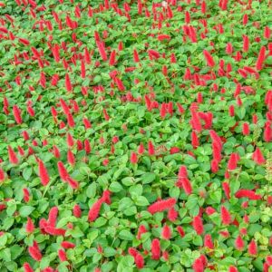 Acalypha reptans, Dwarf Chenille, Firetail, Cat Tail, Acalypha pendula, Acalypha chamaedrifolia, Acalypha repens, Red Flowers