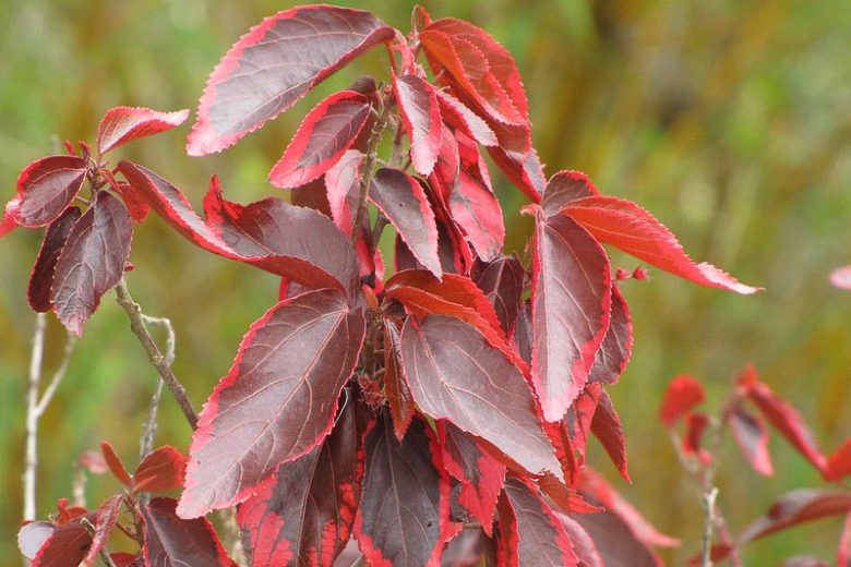 Acalypha wilkesiana, Jacob's Coat, Copperleaf, Beefsteak Plant