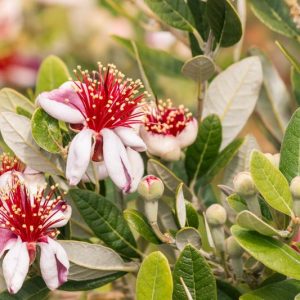 Acca sellowiana, Pineapple Guava, Feijoa sellowiana, Red Flowers, Fruit Shrub