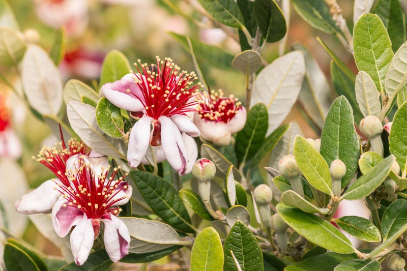 Acca sellowiana, Pineapple Guava, Feijoa sellowiana, Red Flowers, Fruit Shrub