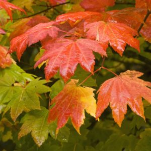 Acer circinatum, Oregon Vine Maple, Vine Maple, Tree with fall color, Fall color, Red Leaves, Red Autumn Leaves, Attractive bark Tree