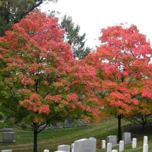 Acer floridanum, Southern Sugar Maple, Florida Maple, Caddo Maple, Rock Maple, Acer barbatum, Tree with fall color, Fall color, Red Leaves, Red Autumn Leaves,