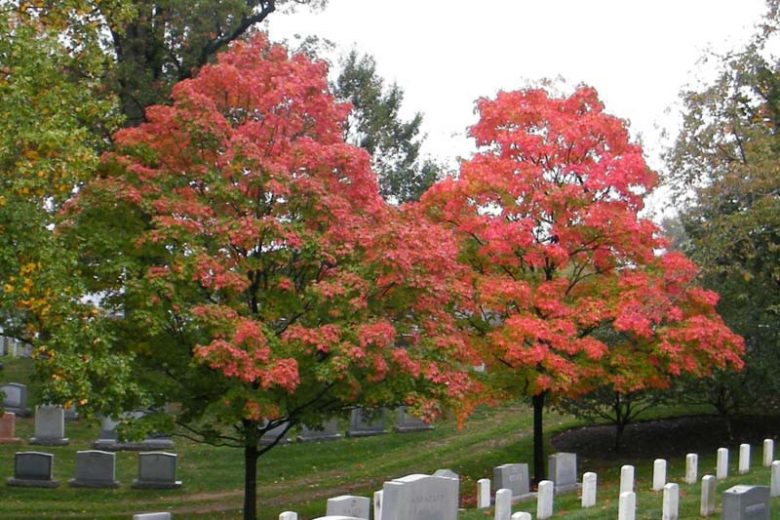 Acer floridanum, Southern Sugar Maple, Florida Maple, Caddo Maple, Rock Maple, Acer barbatum, Tree with fall color, Fall color, Red Leaves, Red Autumn Leaves,