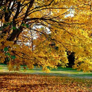 Acer macrophyllum, Bigleaf Maple, Big-leaf Maple, Oregon Maple, California Native Tree, California Native Plants